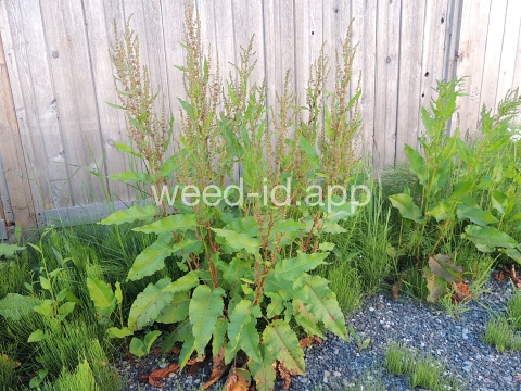 dock, broadleaf
